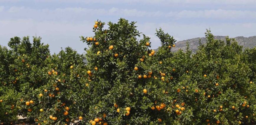 Murcia: Im Garten Europas